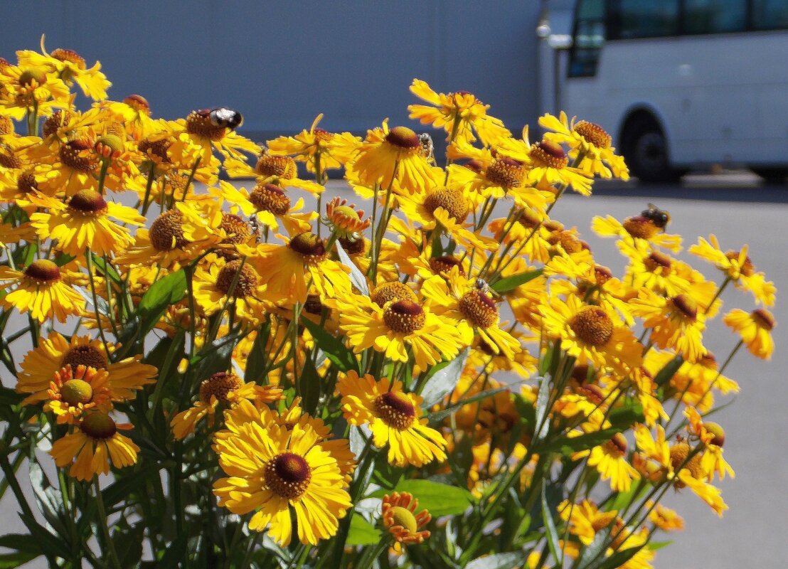 Цветы и автобус - Фотогруппа Весна