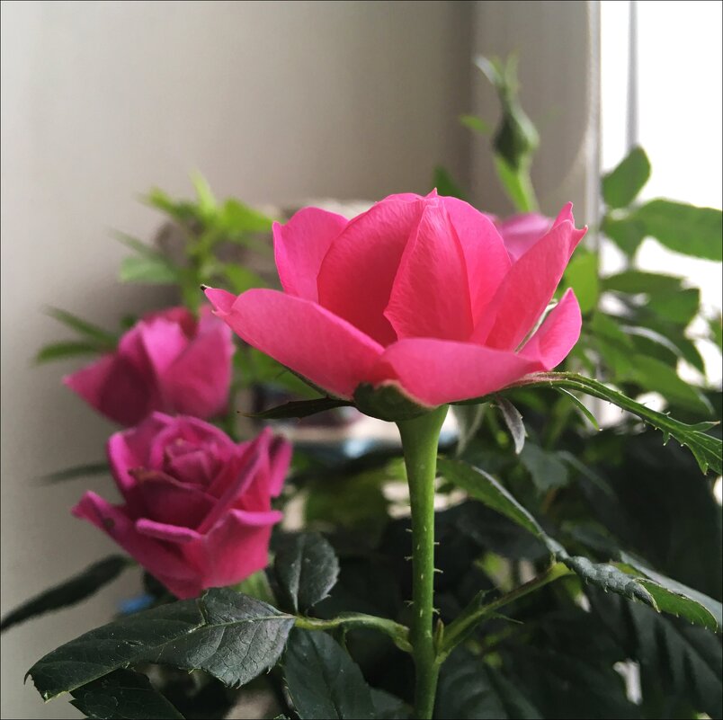 Роза Кордана - Надежда 