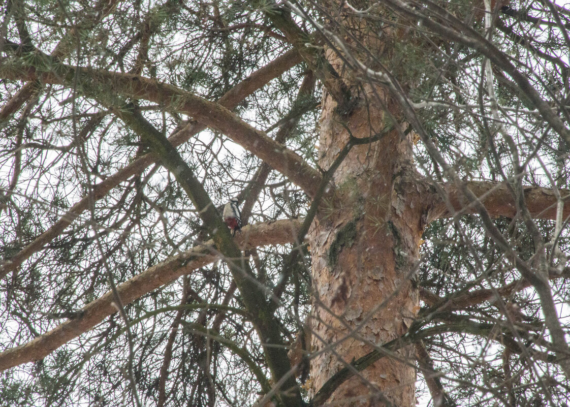 дятел на дереве в лесу - Ринат Засовский