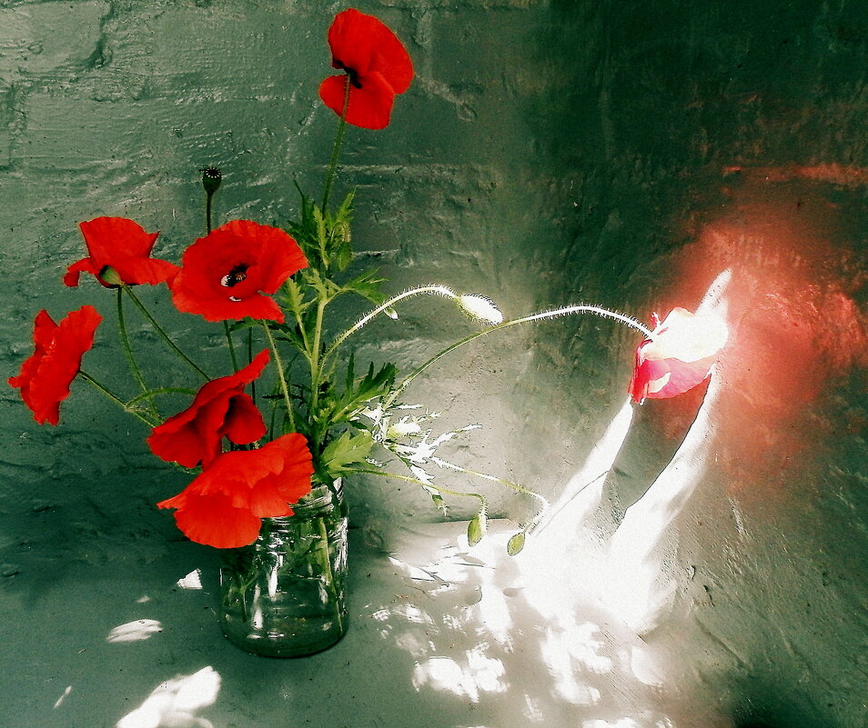 Солнца луч осветил цветок.. цвет отразив на стенке.Алеет стена... - TAMARA КАДАНОВА
