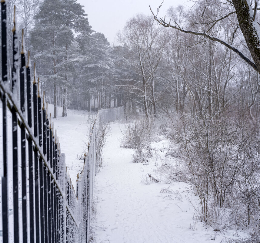 Забор и снегопад - Арина 