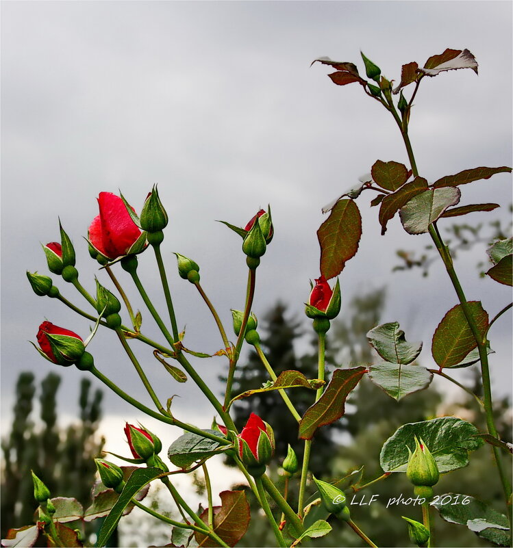 Какая прелесть эти розы... - Liudmila LLF