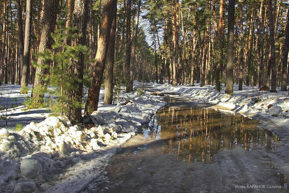 Смелеет талая вода лесного бездорожья... - Лесо-Вед (Баранов)