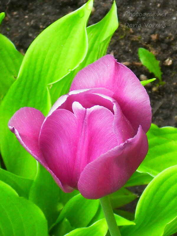 С любым цветком весна прекрасна - Daria Vorons