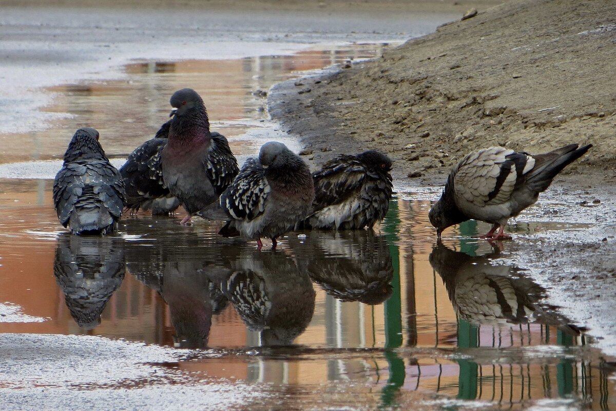 Если верить приметам, то купание голубей в марте предвещает потепление - Татьяна Смоляниченко