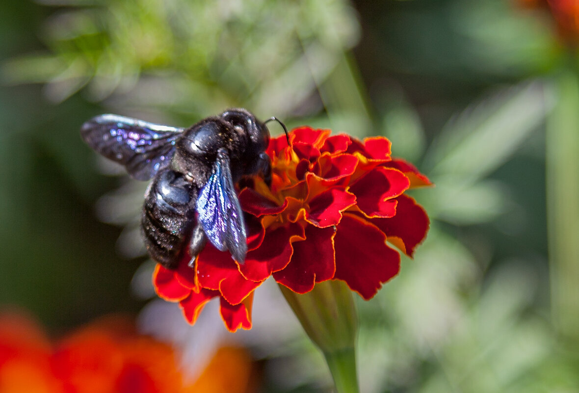 Черная пчела -плотник(из осенних снимков цветов) - Николай Зернов