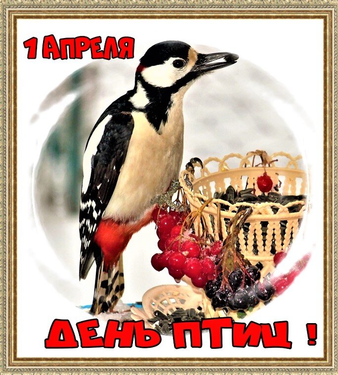Поздравляю всех,кто любит птиц! - Ольга Митрофанова