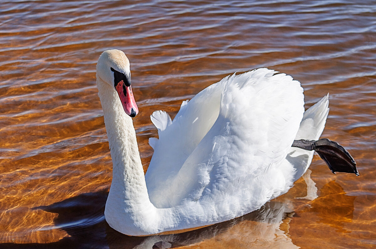 Как только я с камерой прихожу на озеро, лебеди сразу ко мне подплывают. Хотя я никогда их не кормил - Анатолий Клепешнёв