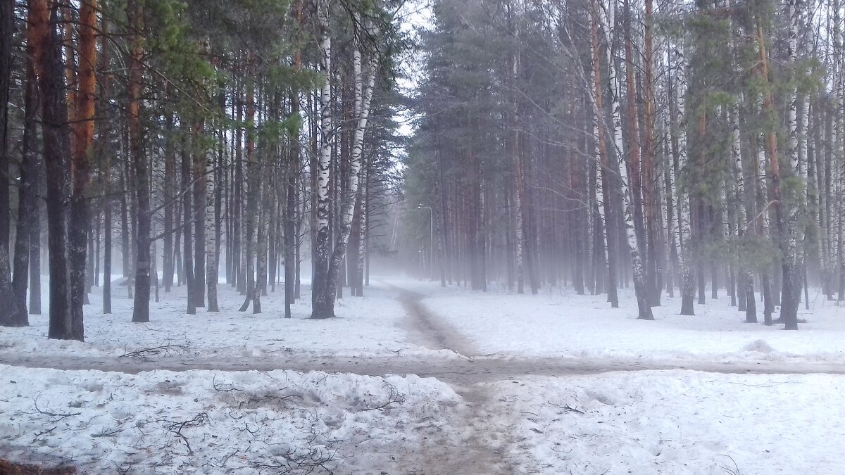 туман в лесу - Владимир 