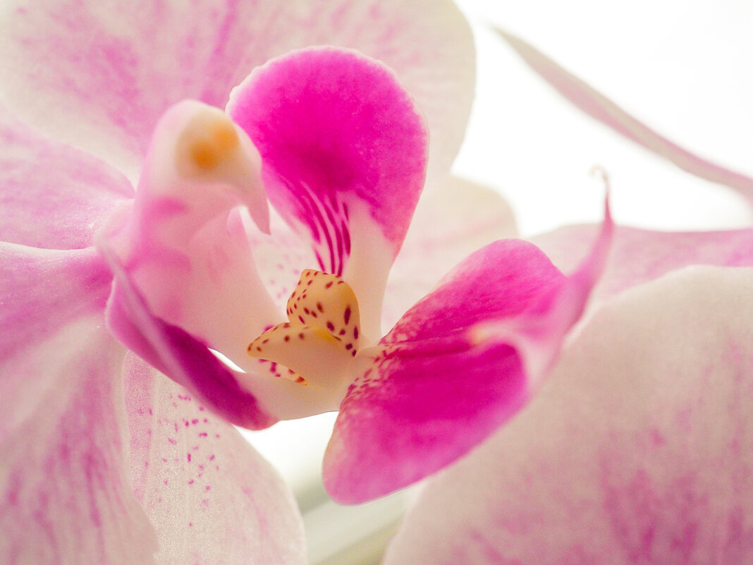 Прекрасные орхидеи... - Дмитрий 