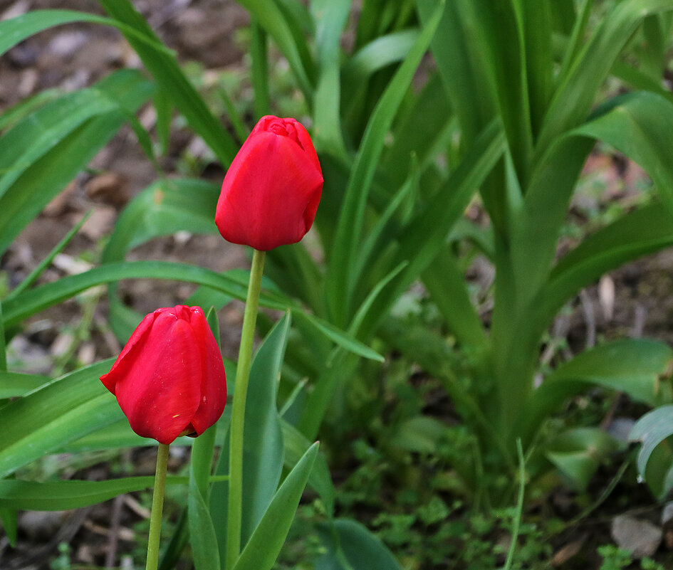 Первые тюльпаны - Светлана 