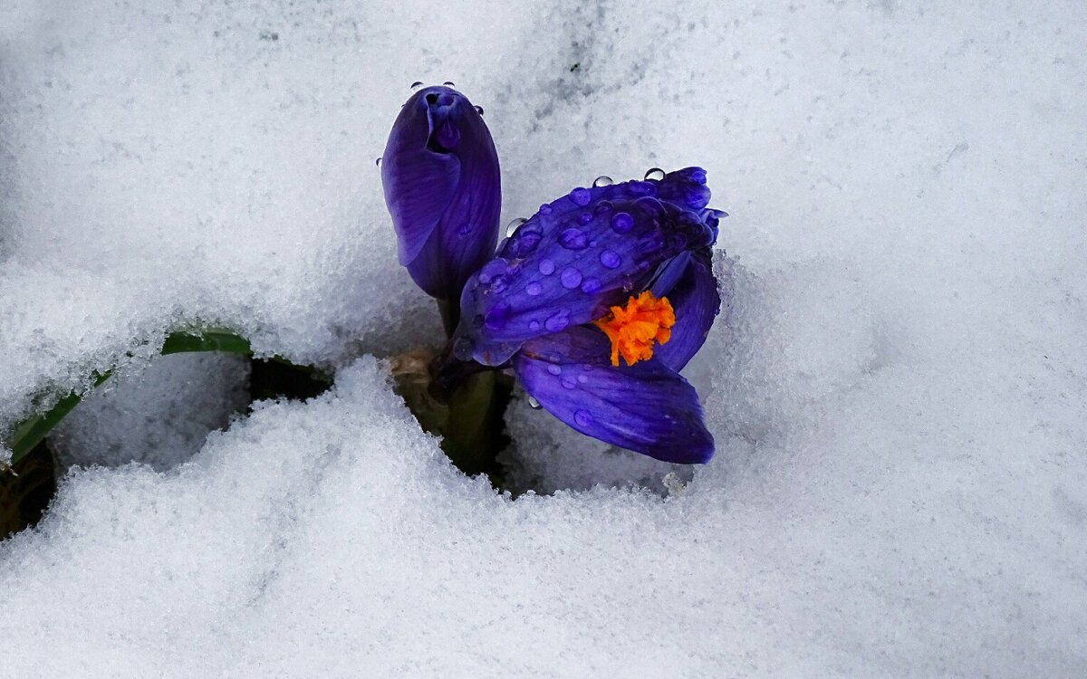 Цветы под снегом. - Милешкин Владимир Алексеевич 
