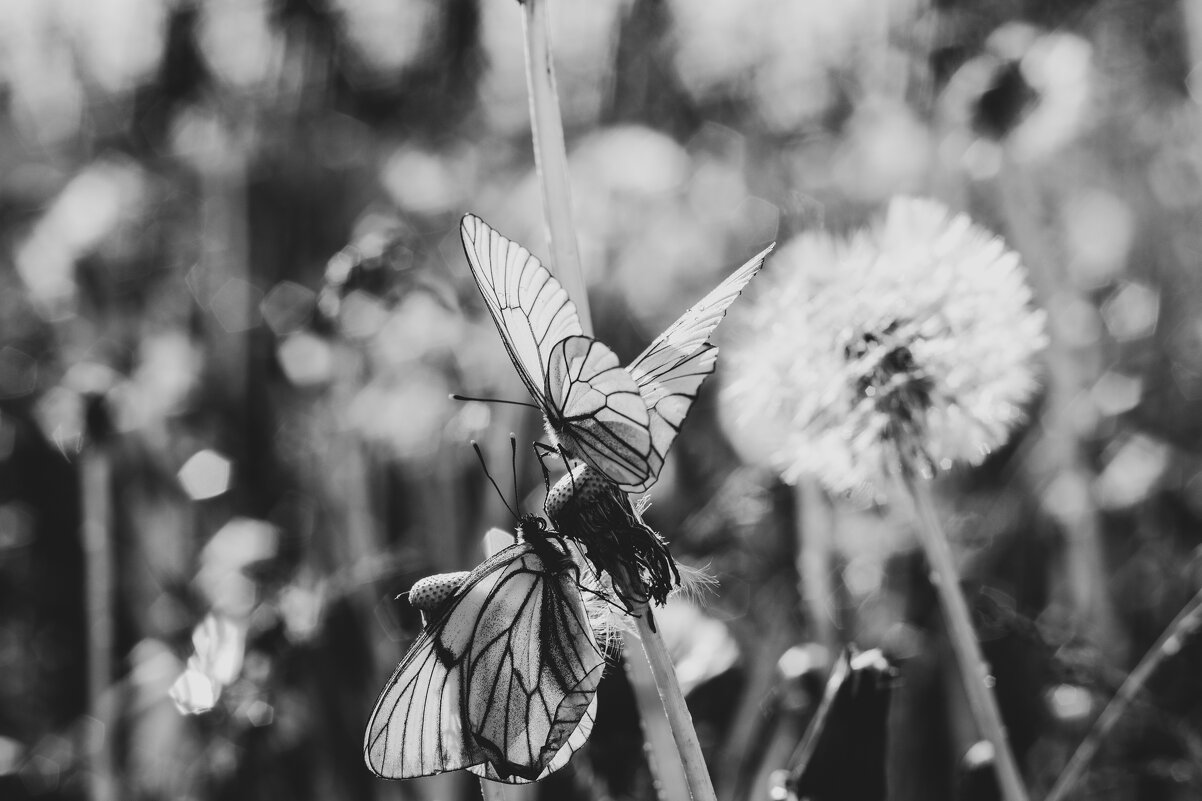 Бабочки солнечным летним днем - Rimma Sild