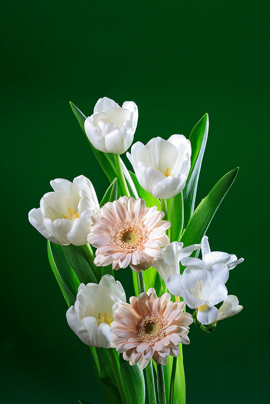 Белые тюльпаны на зеленом фоне - Ольга Бекетова