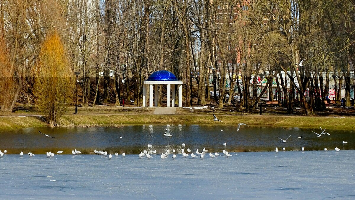 Озёрные чайки на городском водоёме. - Милешкин Владимир Алексеевич 