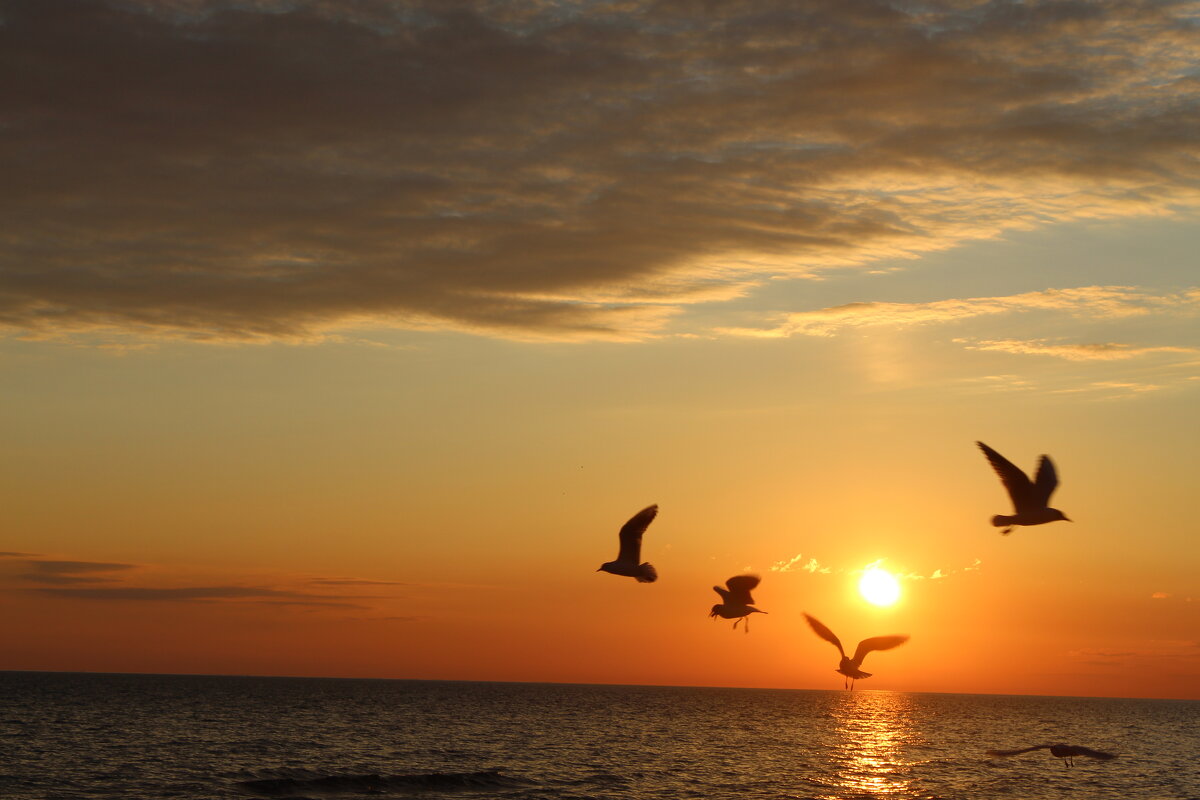 Игра птиц при закатном солнце - Валерий 