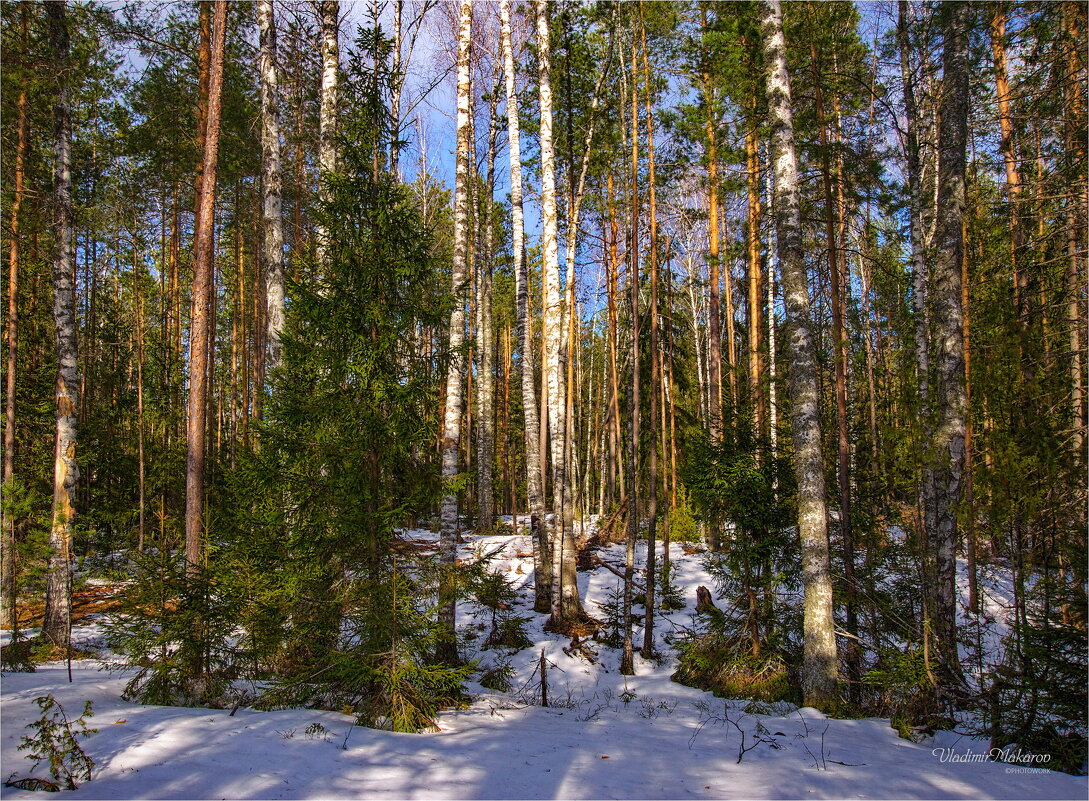 "Снега в лесу ещё немало"© - Владимир Макаров