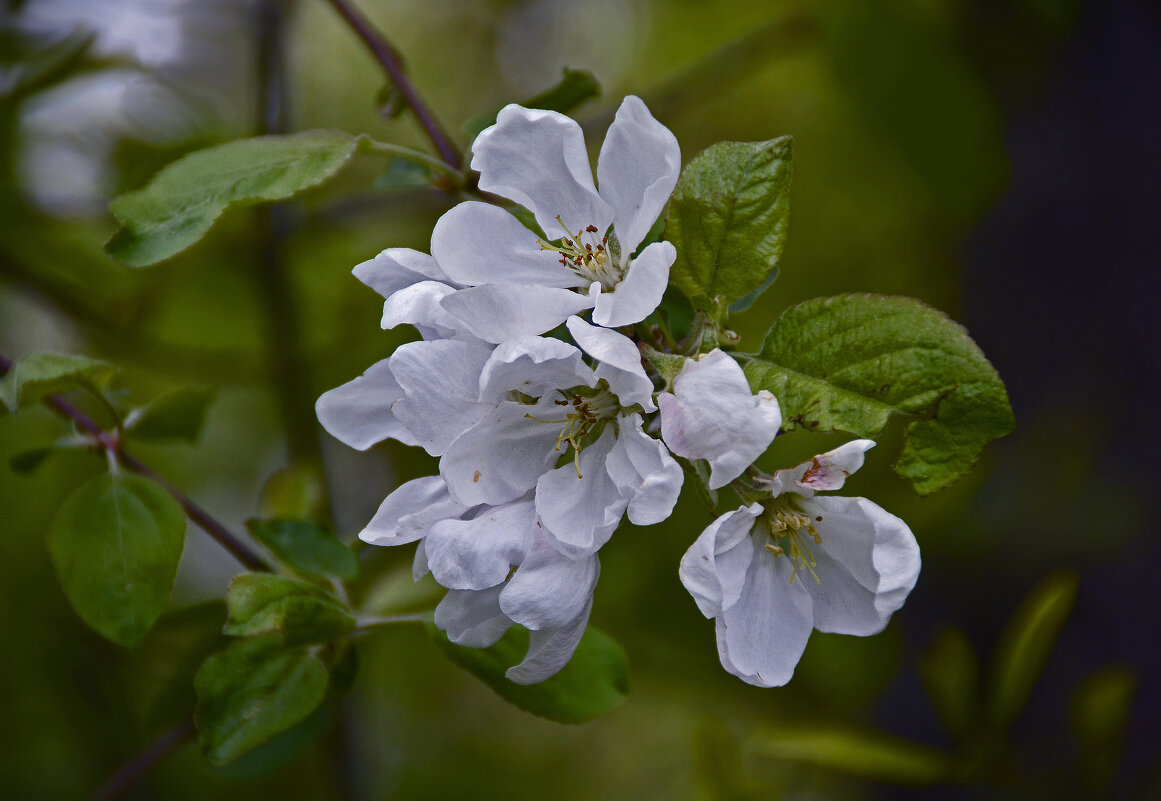 Яблоня цветет - Нина Синица