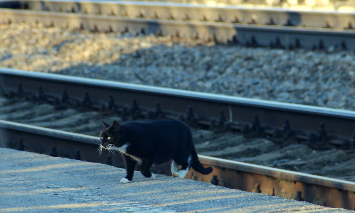 Кошка на вокзале - Елена Минина