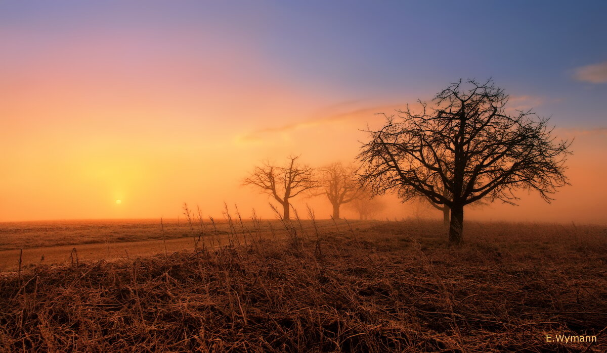 misty morning - Elena Wymann