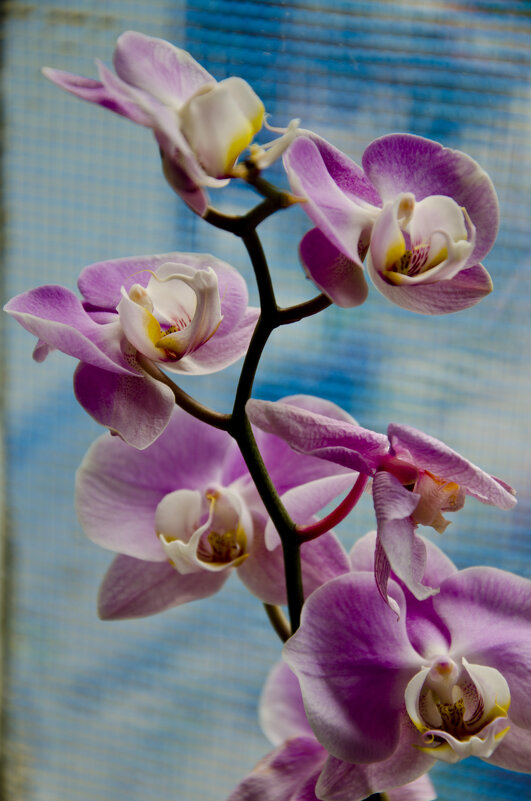 Арт от прекрасной орхидеи... - Тамара Бедай 