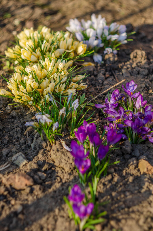 весенние цветы в курской области - Александр Леонов