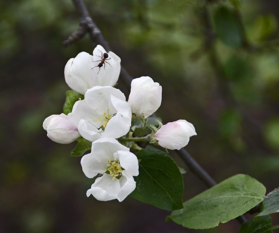 Яблоня цветет - Нина Синица