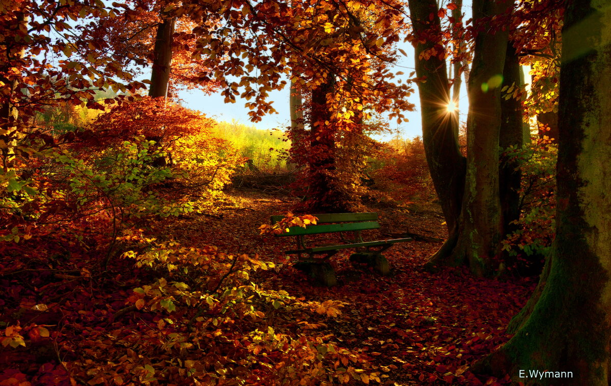autumn forest - Elena Wymann