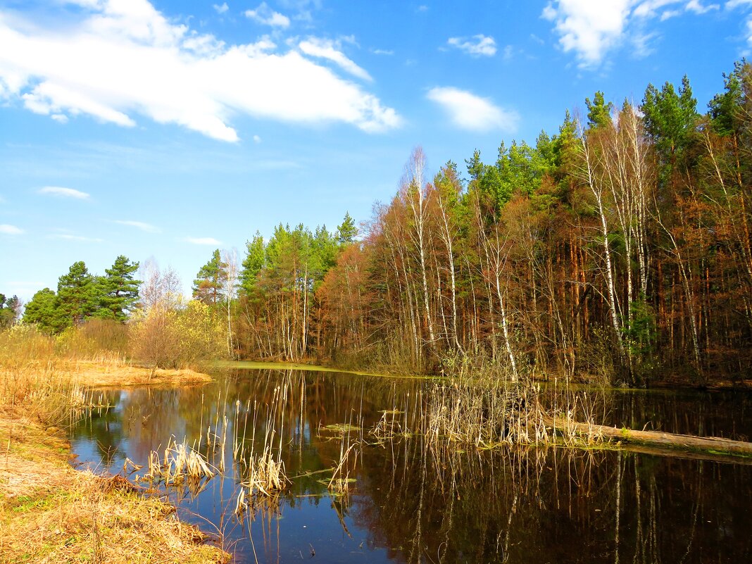 Старый лесной пруд - Андрей Снегерёв