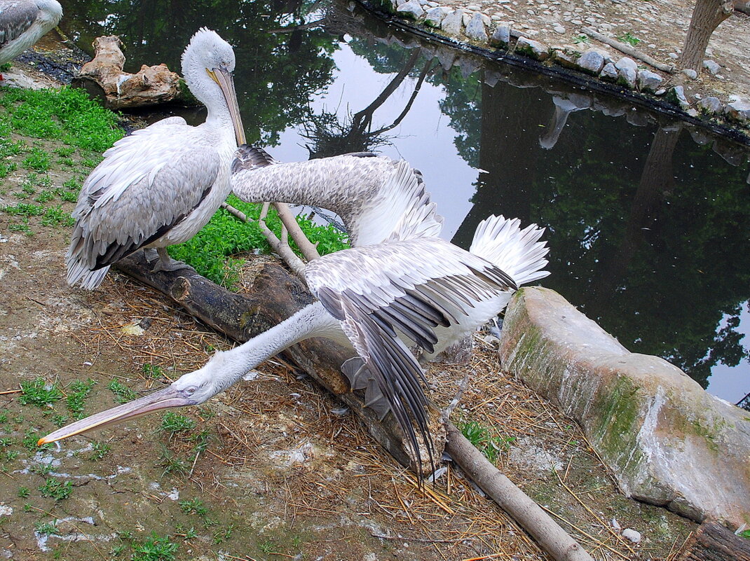 Вот такие пеликаны - Ольга (crim41evp)