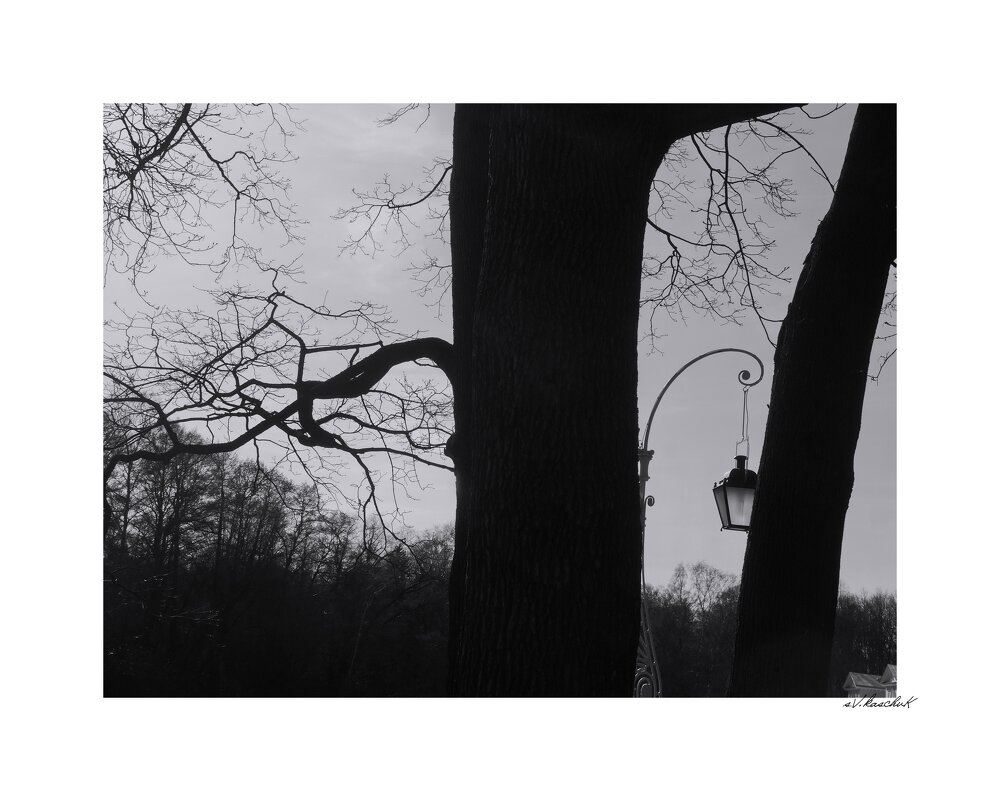 дерево с фонарём - sv.kaschuk 
