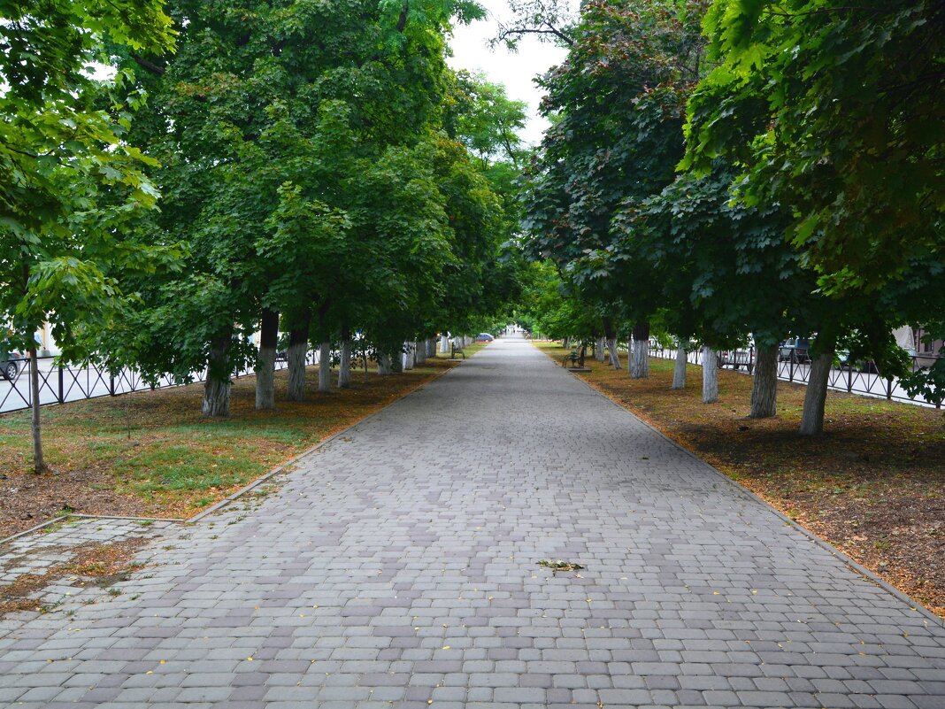 Новочеркасск. Клёны на аллее Баклановского проспекта. - Пётр Чернега