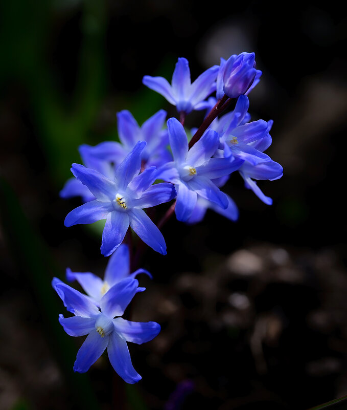 spring flowers - Zinovi Seniak