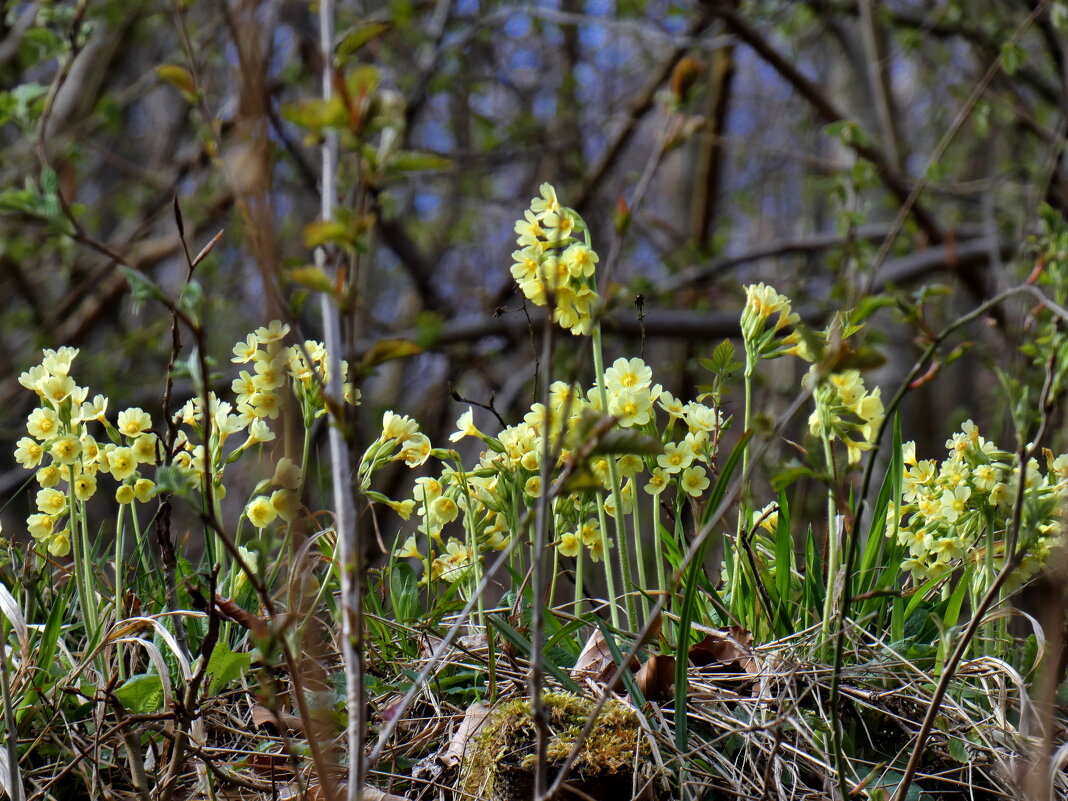 желтые цветы за молодыми деревьями - Heinz Thorns