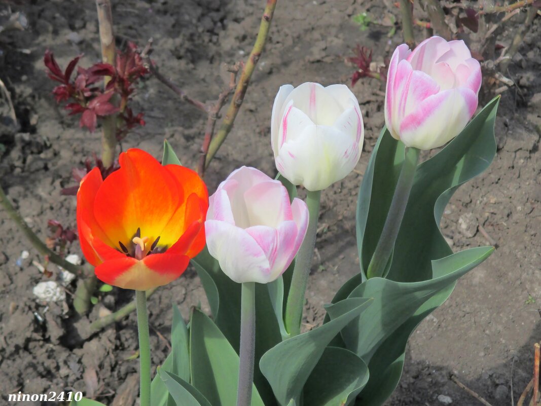 Апрельские тюльпаны - Нина Бутко