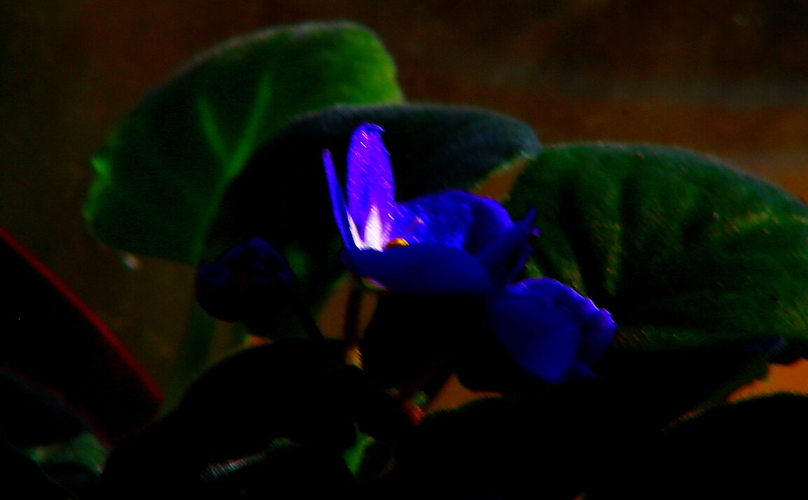 Синенький скромный  цветочек  Фиалка - олег свирский 