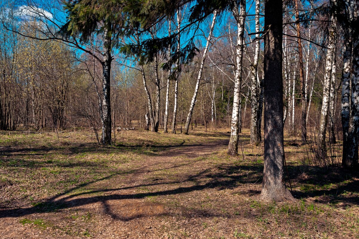 В апрельском лесу - Валерий Иванович