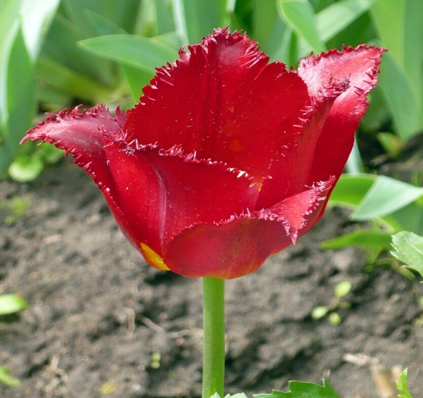 Красный тюльпан - Вера Щукина