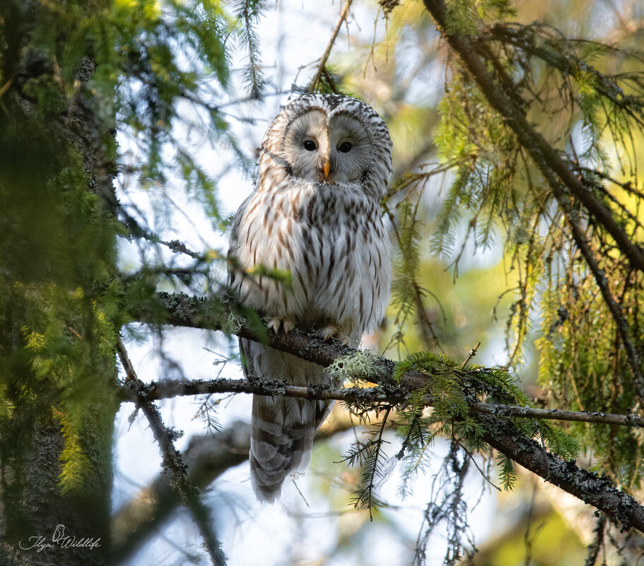 Ural owl (strix uralensis) - Илья 
