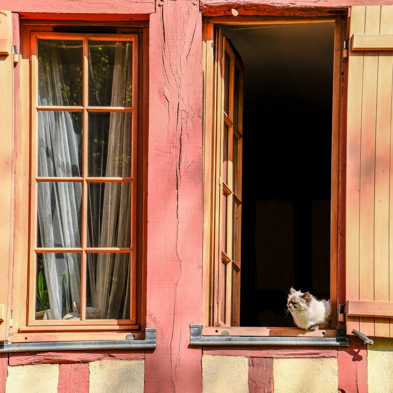 кошка на окне - Георгий А