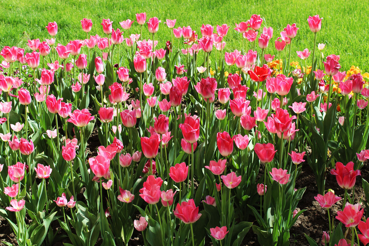 розовые тюльпаны - Любовь ***