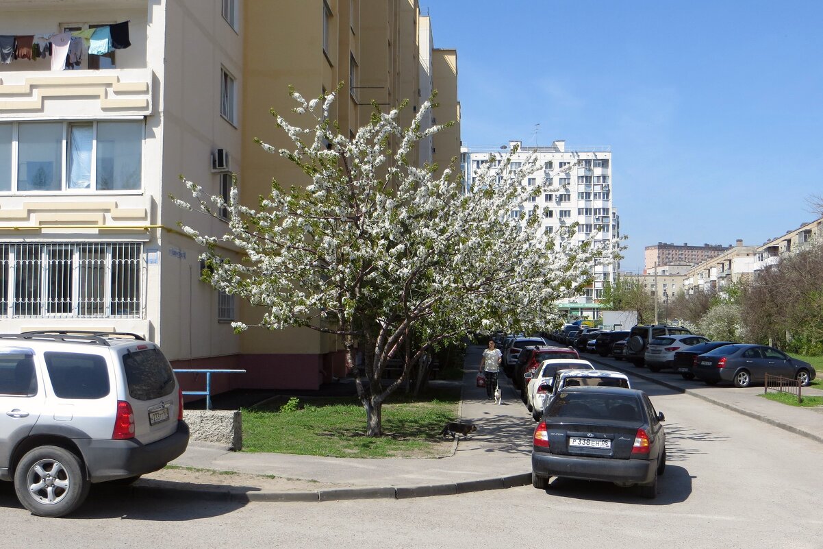 Цветёт черешня во дворе - Татьяна Смоляниченко