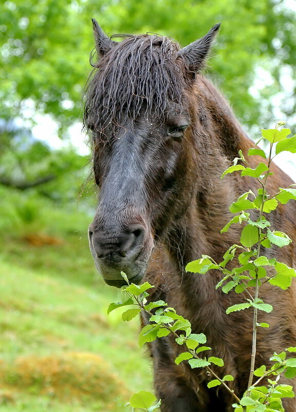 старый конь  пережидающий дождь ... - Andrey Bragin 