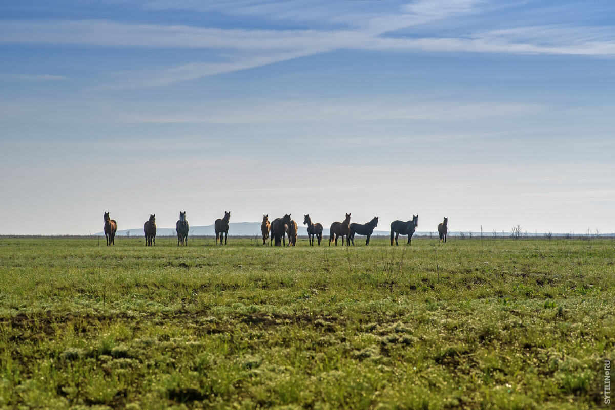 Табун диких лошадей в степи в природном парке Донской в Волгоградской области России. - Павел Сытилин