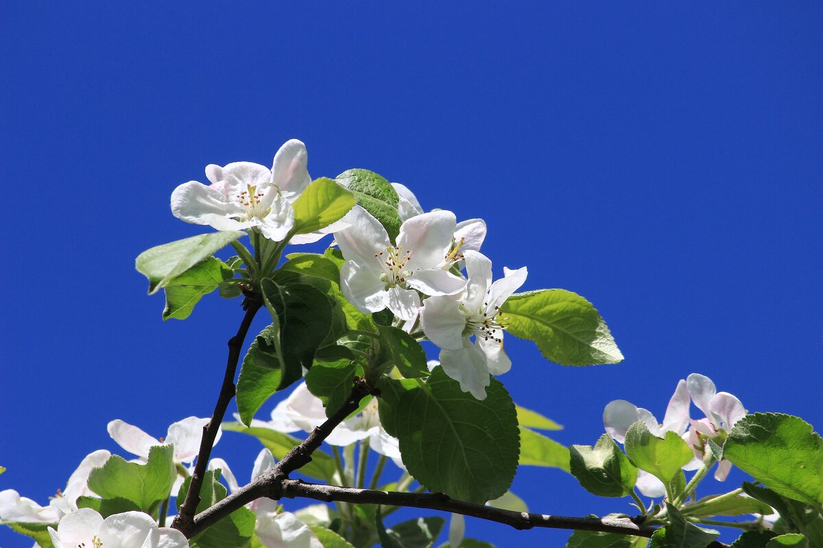 цветы яблони - Олег Петрушин