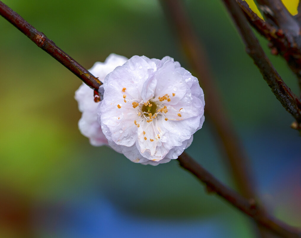 almond blossoms - Zinovi Seniak