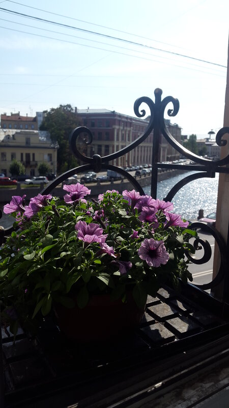 Питерский балкончик - Елена K