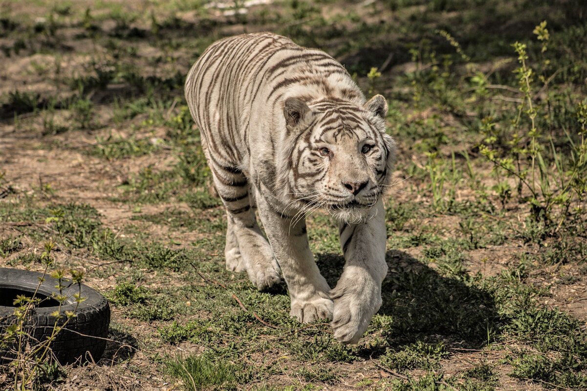 Бенгальский тигр. - аркадий 