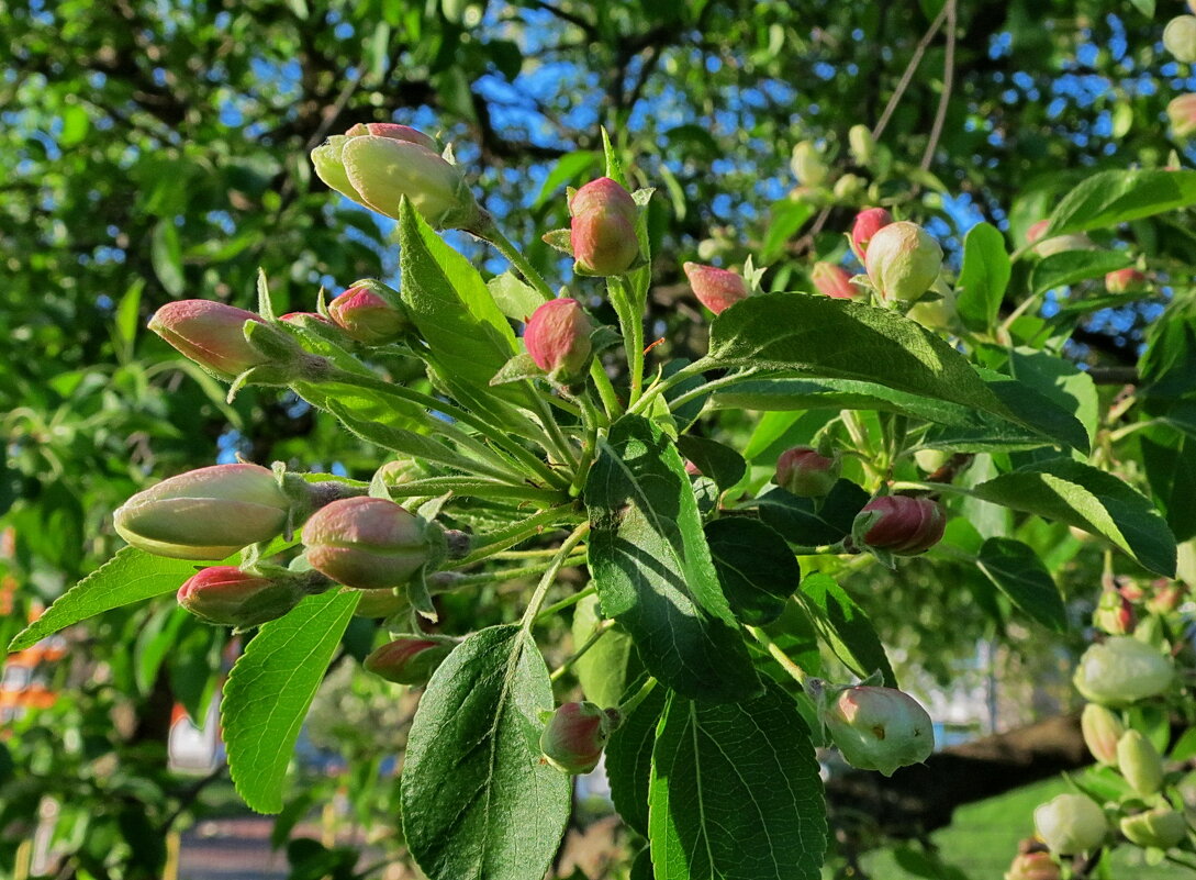 Пришла пора цветущих яблонь - Liliya Kharlamova