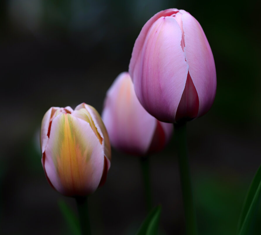 tulips - Zinovi Seniak